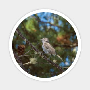 Oak Titmouse Perching Magnet